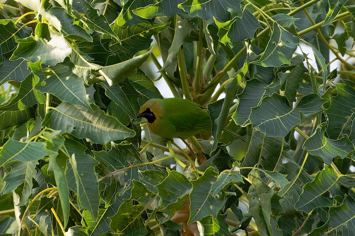 Golden-fronted Leafbird - Kannan K