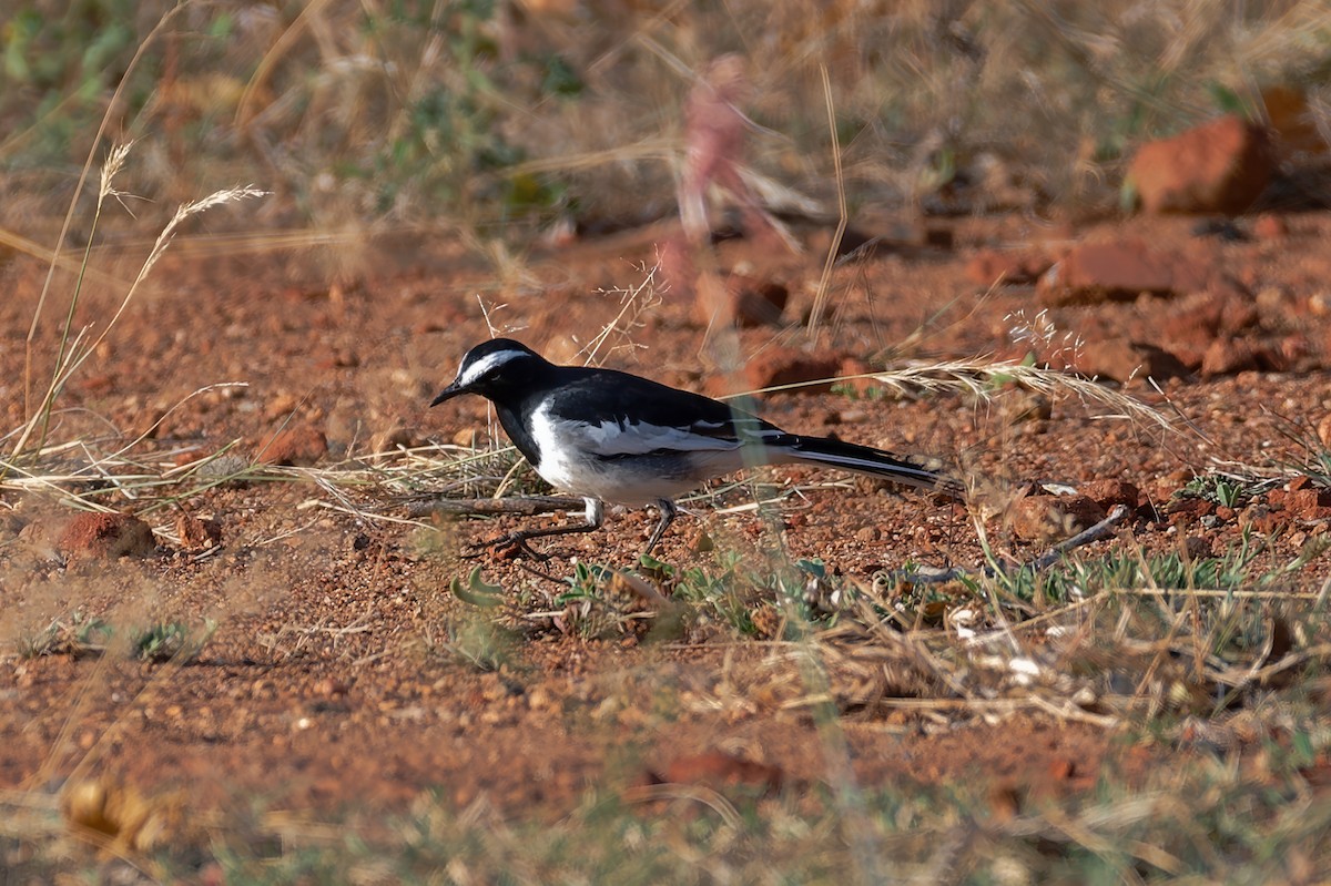 White-browed Wagtail - Kannan K