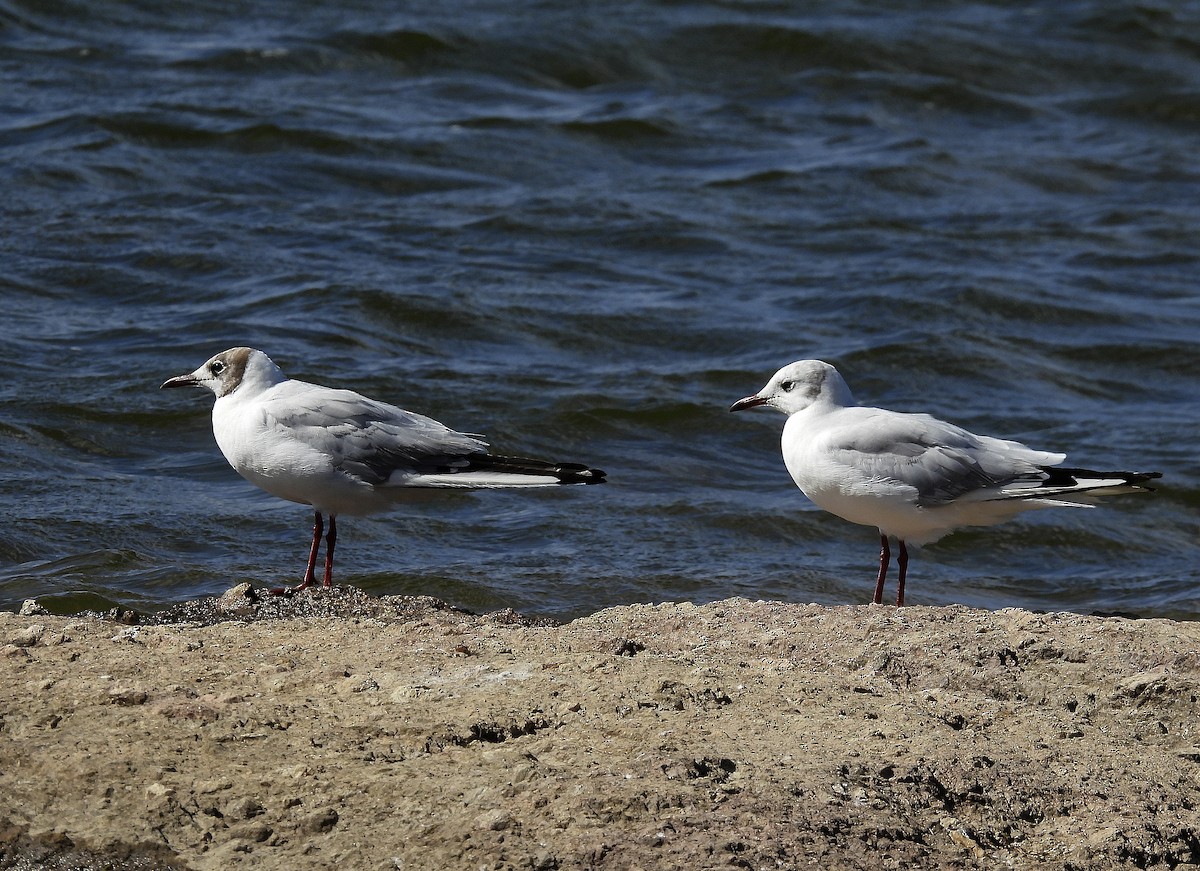 Black-headed Gull - ML605152321