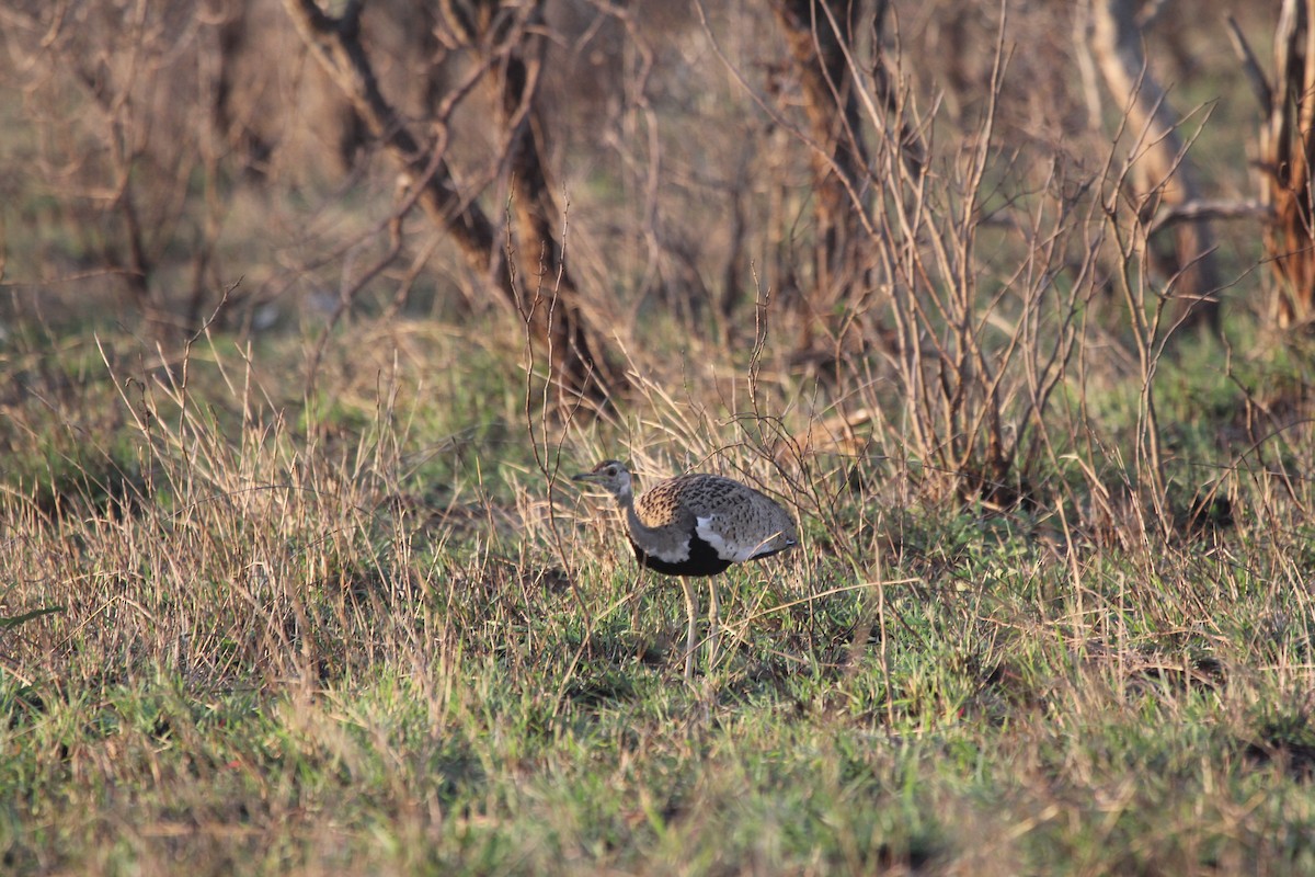 Black-bellied Bustard - ML605152671