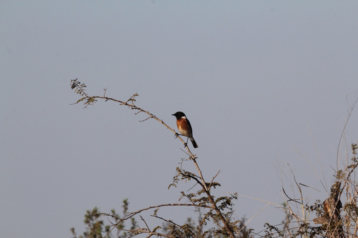 African Stonechat - ML605152701