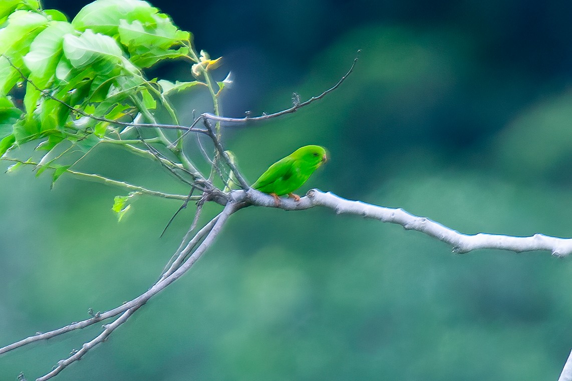 Pygmy Hanging-Parrot - ML605153321