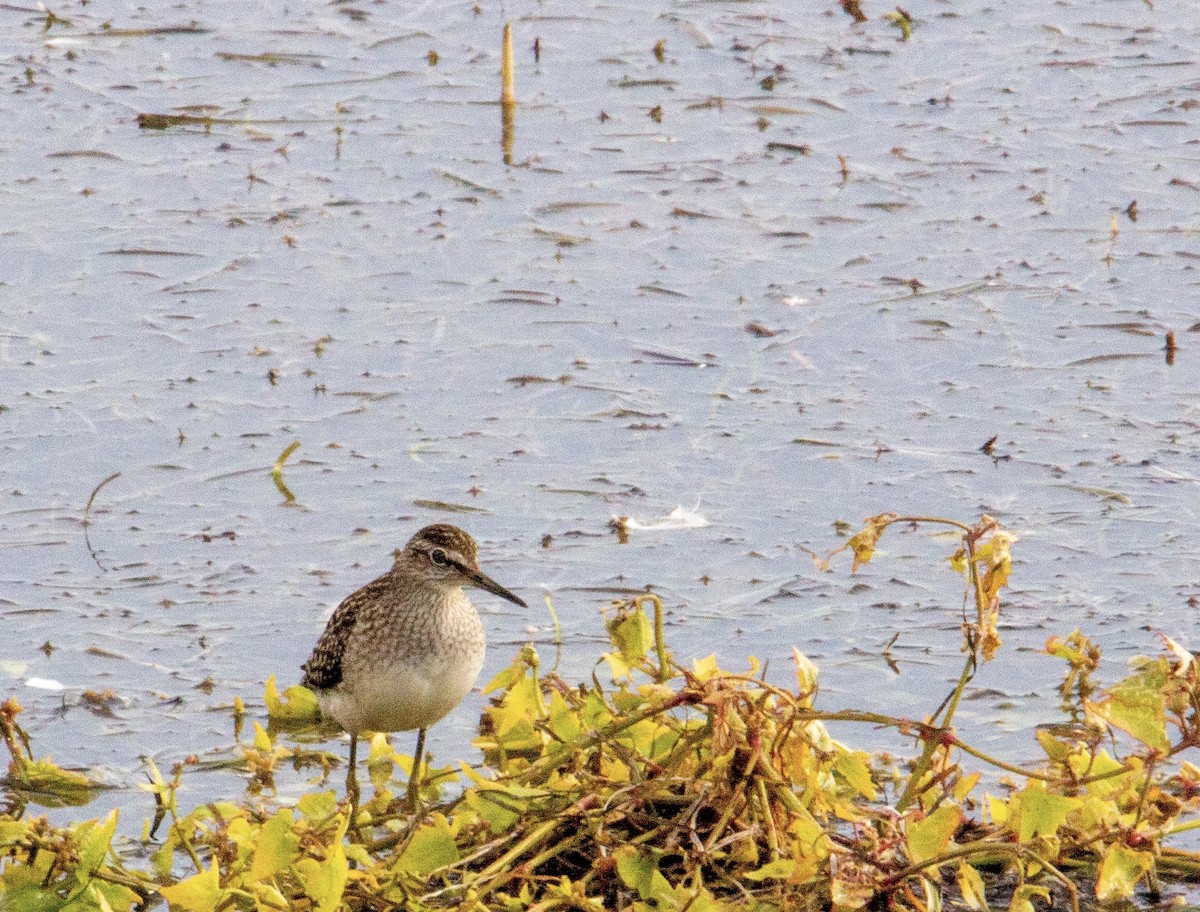 Wood Sandpiper - ML605155351