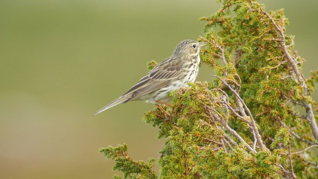 Meadow Pipit - ML605155421
