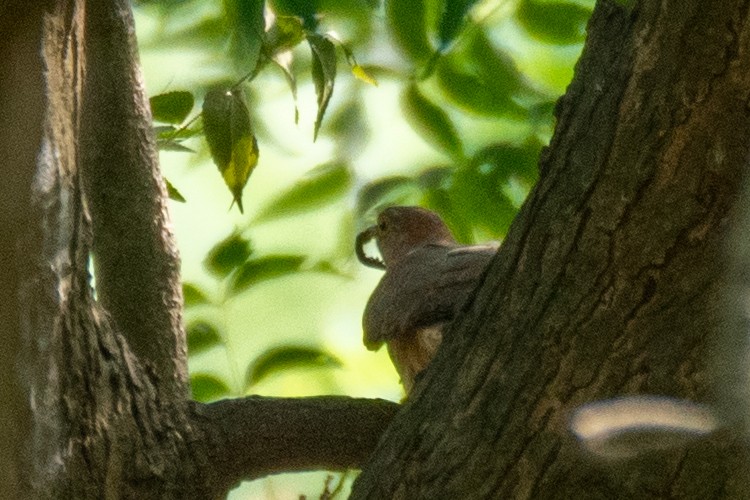 Common Hawk-Cuckoo - ML605155861