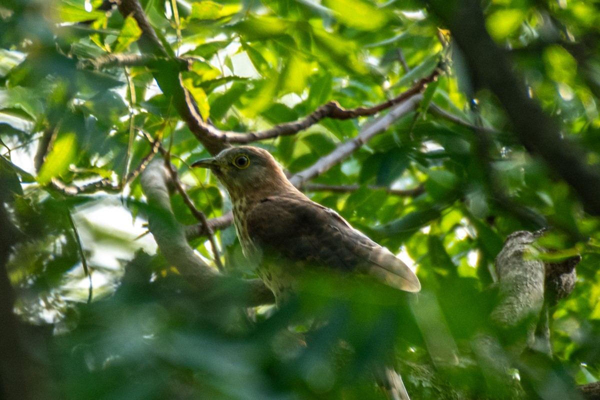 Common Hawk-Cuckoo - ML605155881