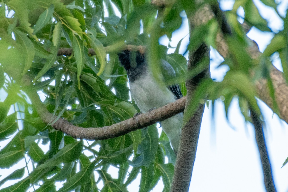 Black-headed Cuckooshrike - ML605155971