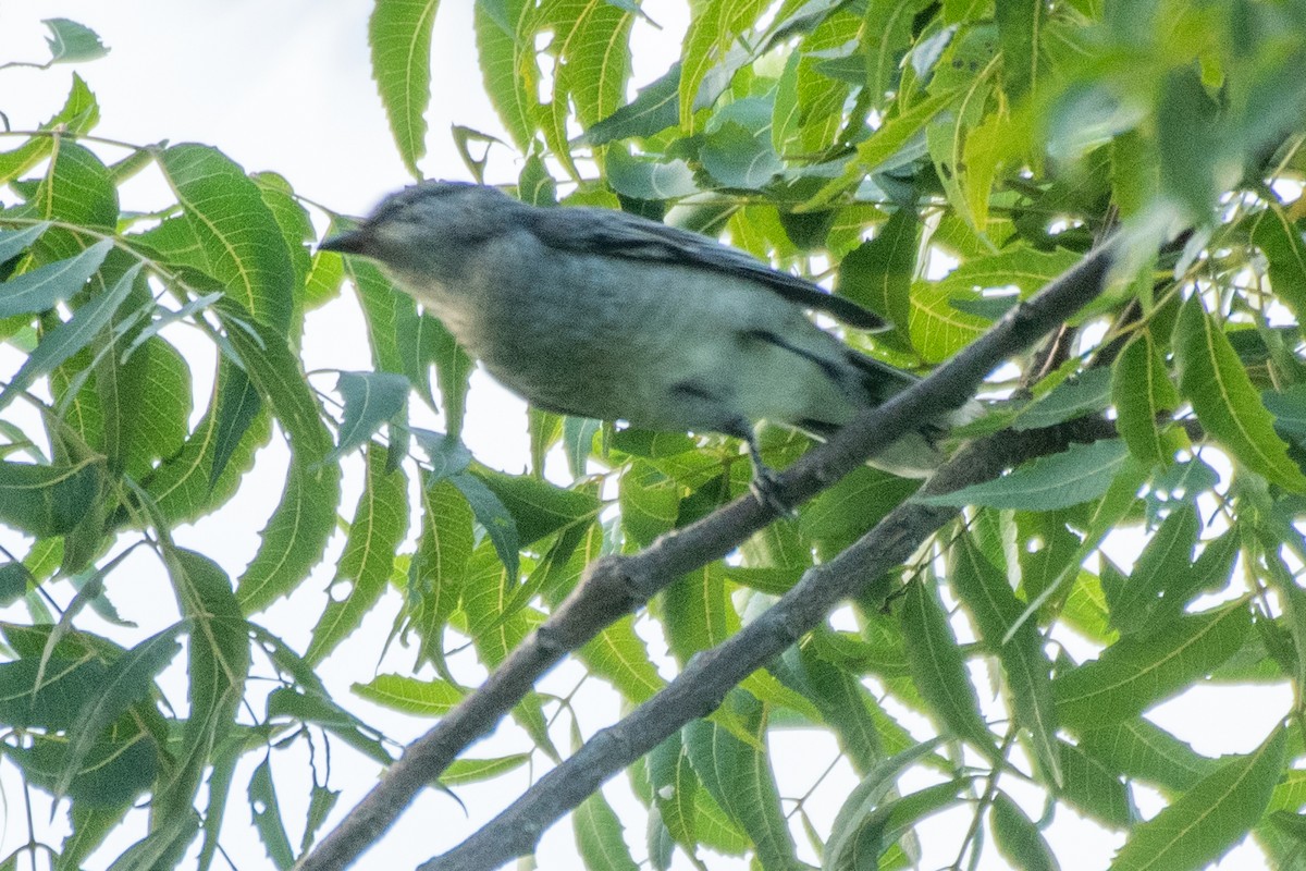 Black-headed Cuckooshrike - ML605155981