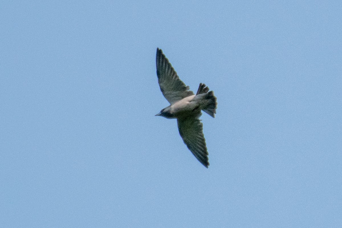 Ashy Woodswallow - ML605156001