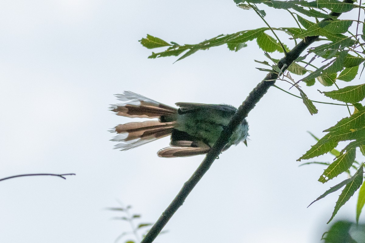 White-browed Fantail - ML605156021