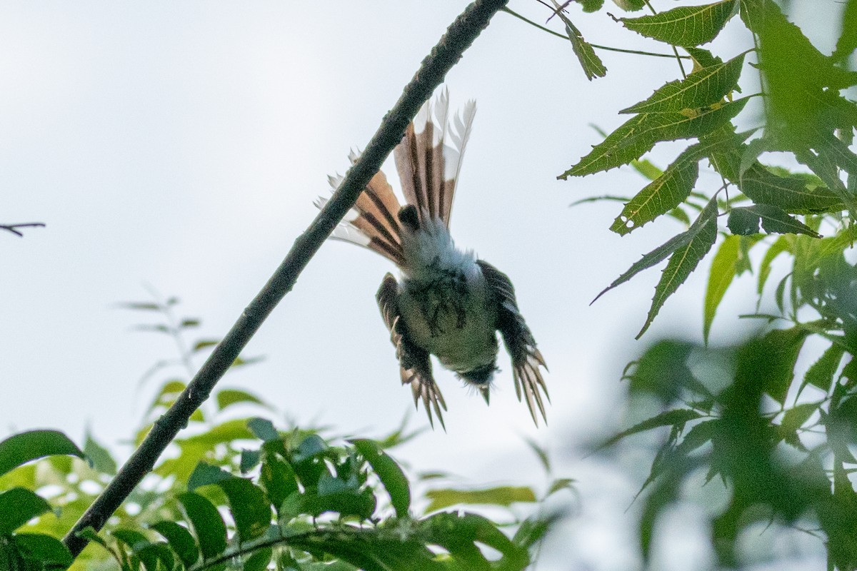 White-browed Fantail - ML605156031