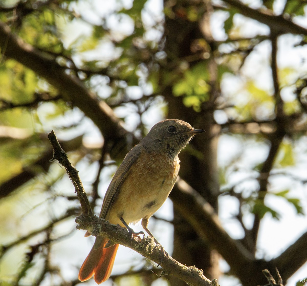 Common Redstart - ML605156041