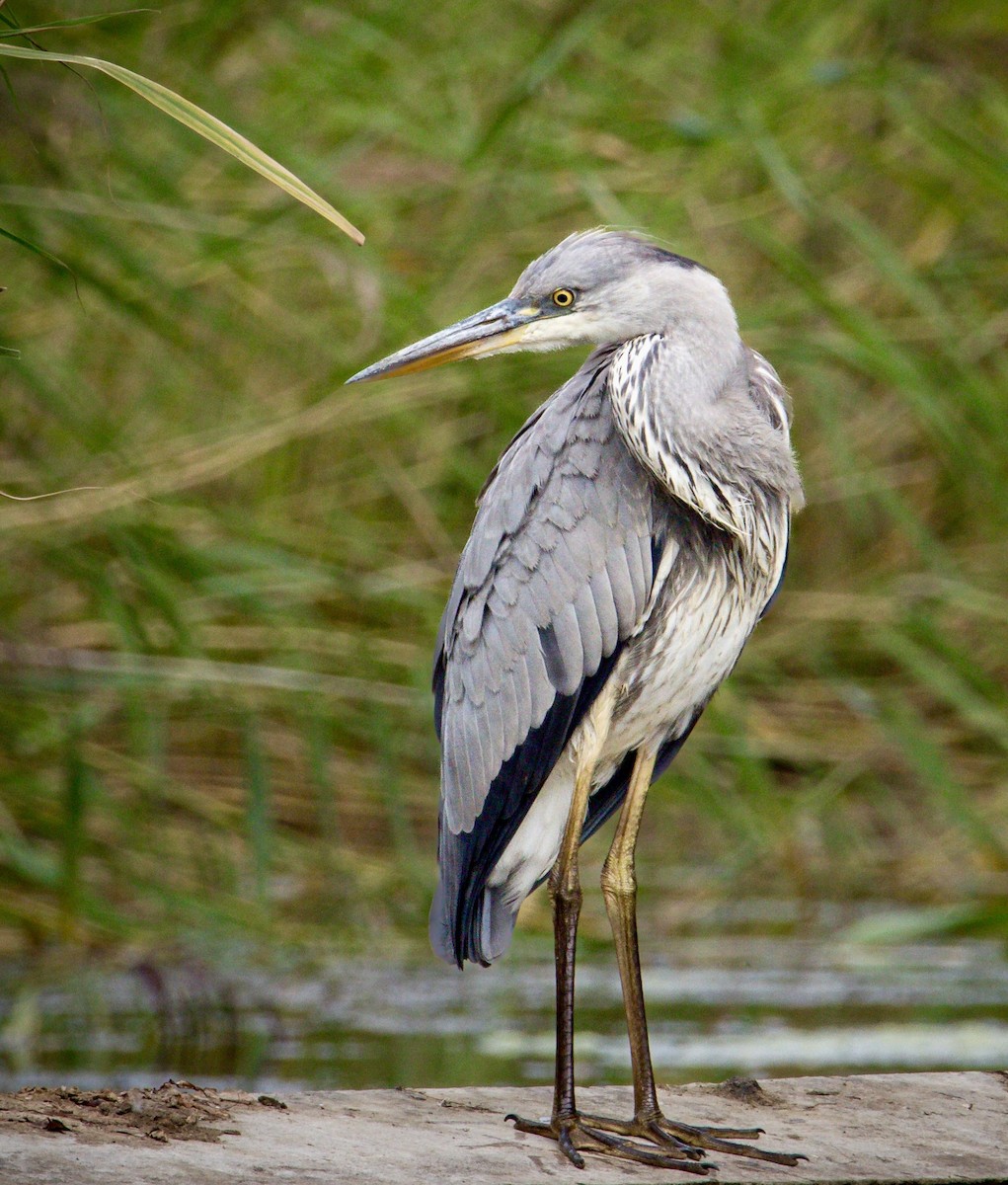 Gray Heron - ML605156121