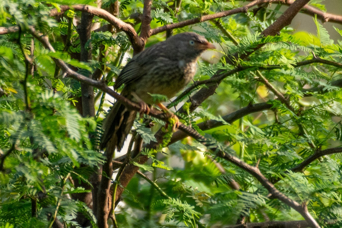 Jungle Babbler - ML605156221