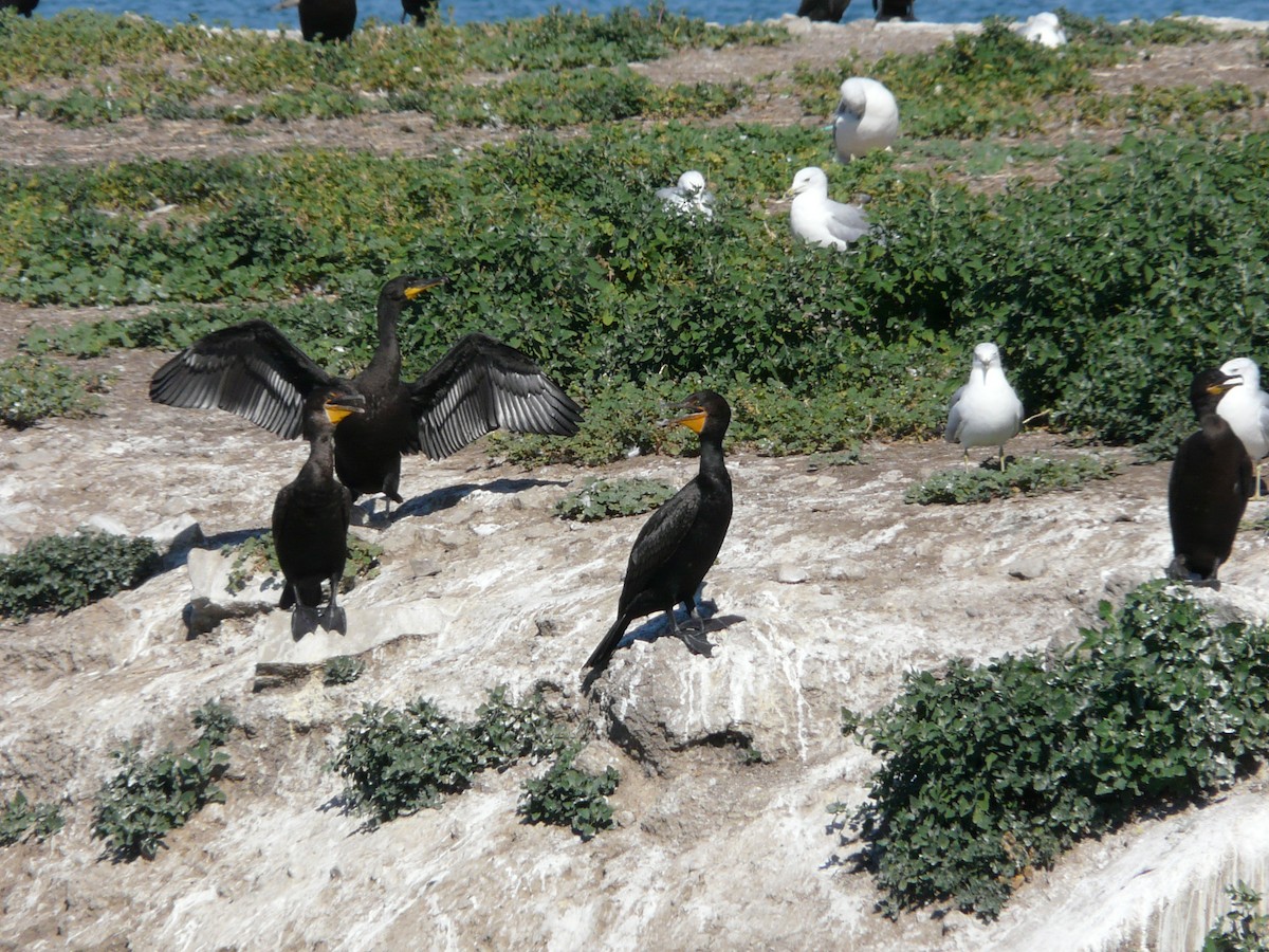 Cormoran à aigrettes - ML60515631