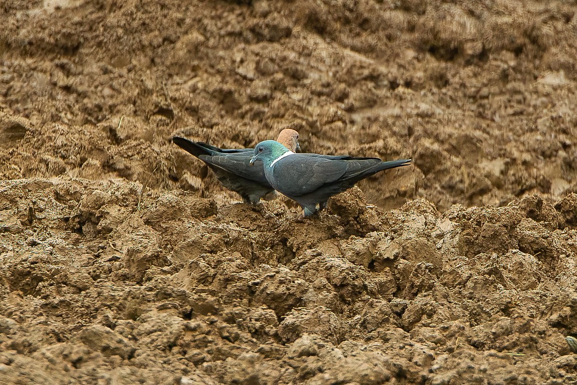 Pigeon de Delegorgue - ML605156411