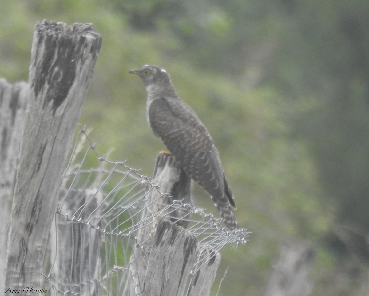 Common Cuckoo - ML605157291