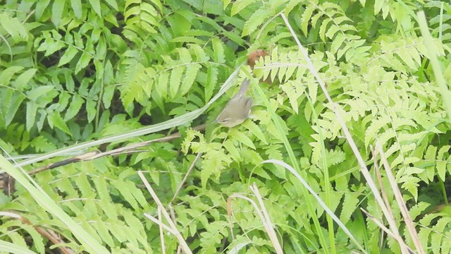 Dusky Warbler - ML605157371