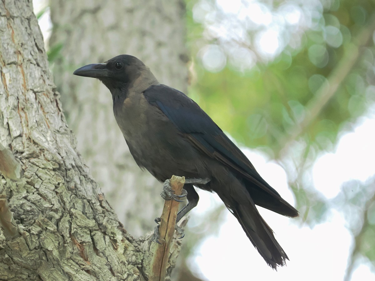 House Crow - ML605157961