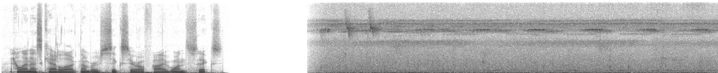 Ornate Stipplethroat (Western) - ML60516