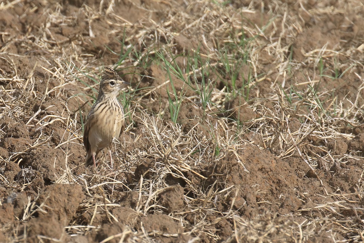 Oriental Skylark - Jens Toettrup