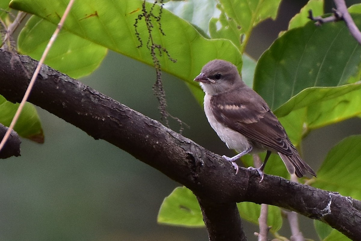 Yellow-throated Sparrow - Harish Dobhal