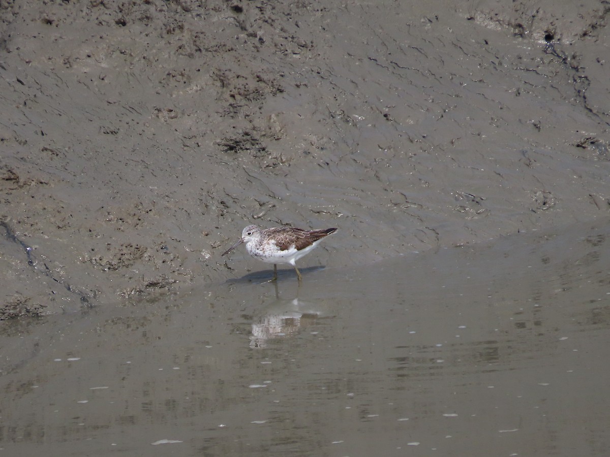 Common Greenshank - Mingyun Seo