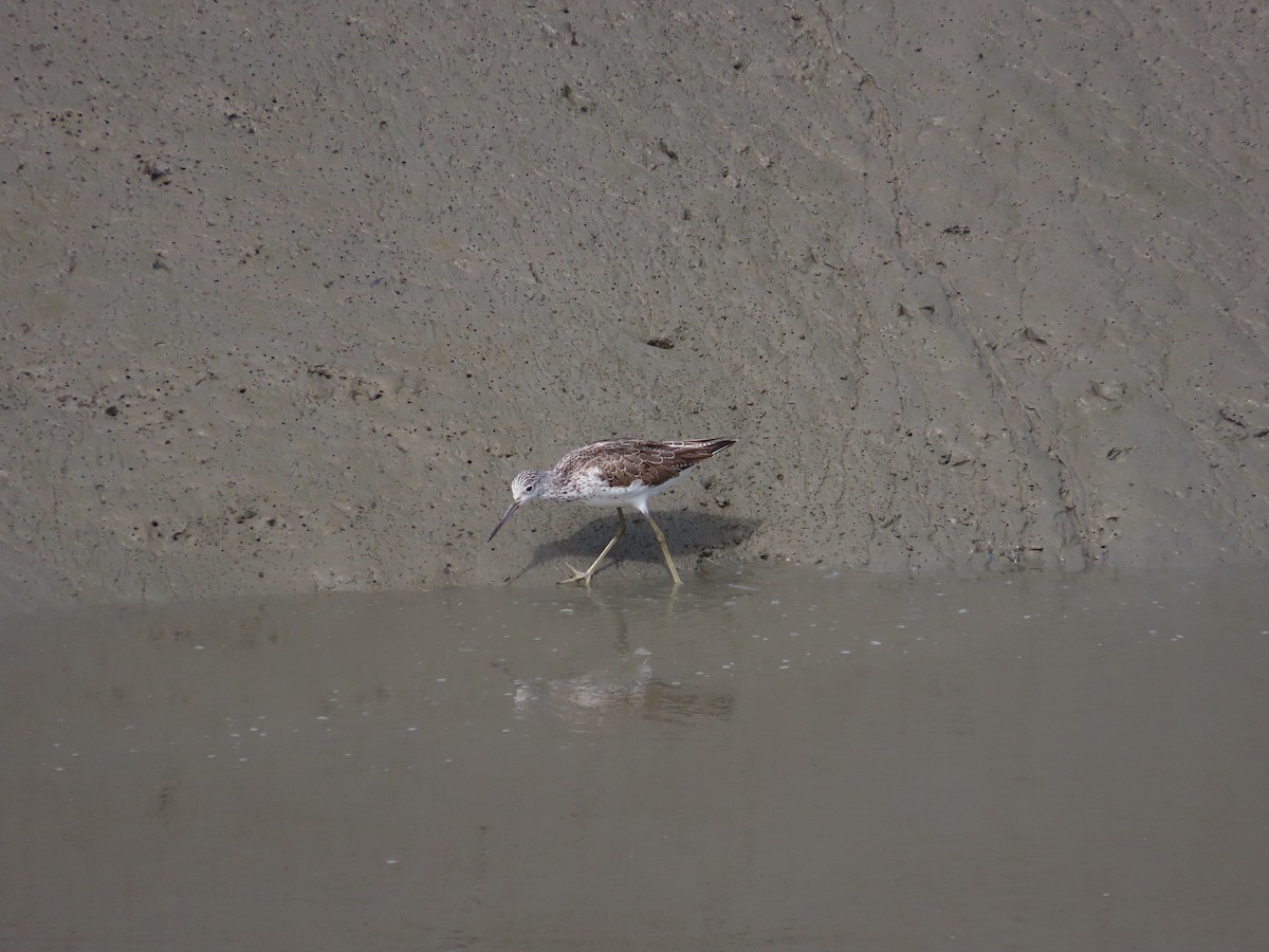 Common Greenshank - Mingyun Seo