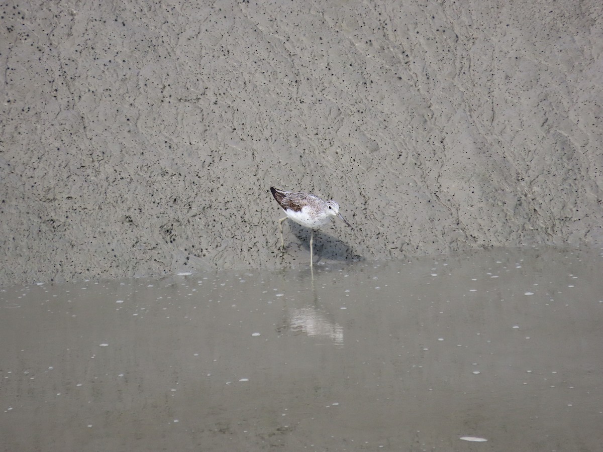 Common Greenshank - Mingyun Seo