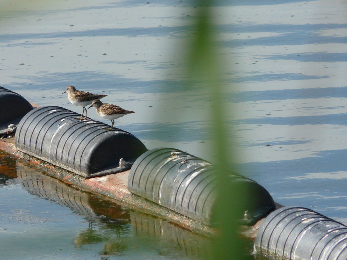 Least Sandpiper - ML60516111