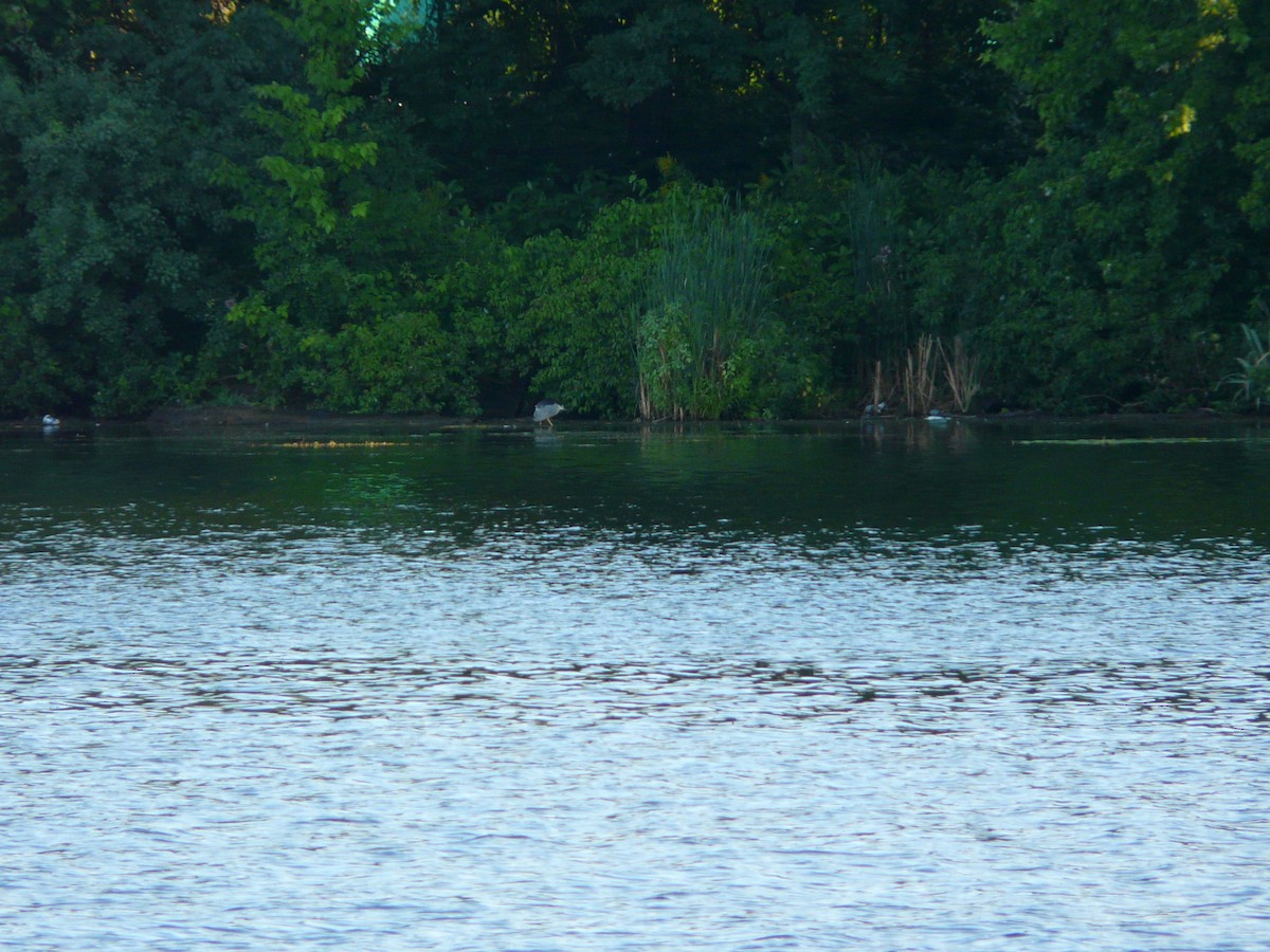 Black-crowned Night Heron - ML60516361