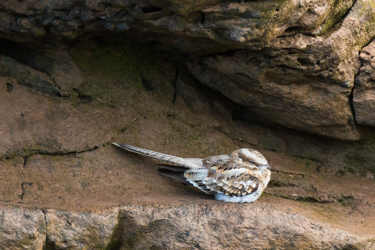 Ladder-tailed Nightjar - ML605163791