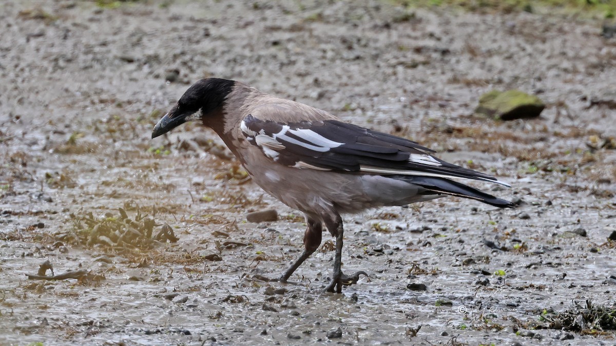 Hooded Crow - ML605163871