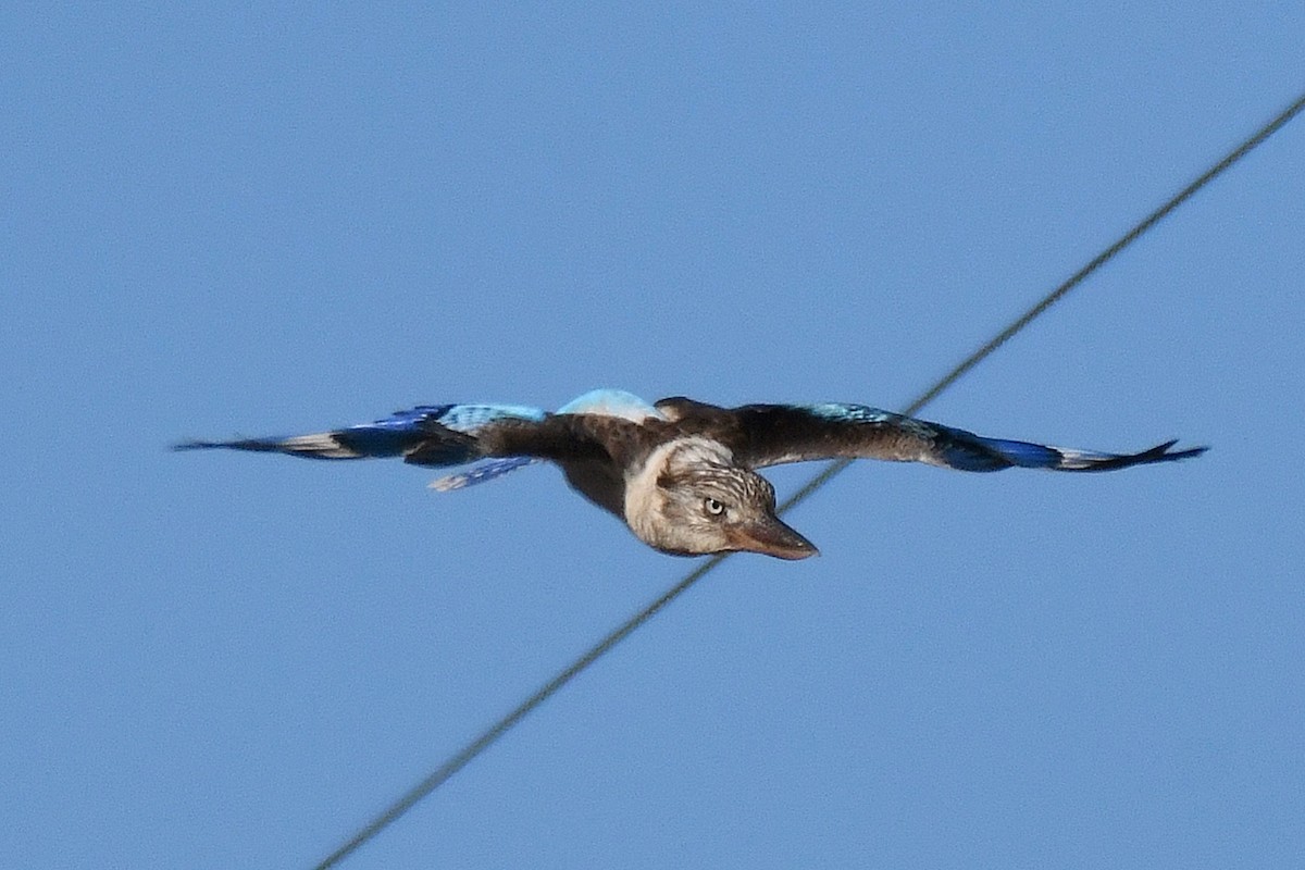 Martin-chasseur à ailes bleues - ML605164201