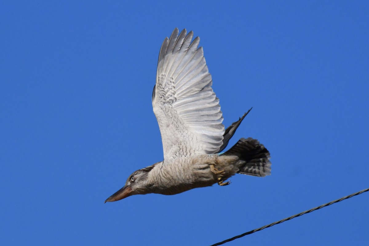 Blue-winged Kookaburra - ML605164211