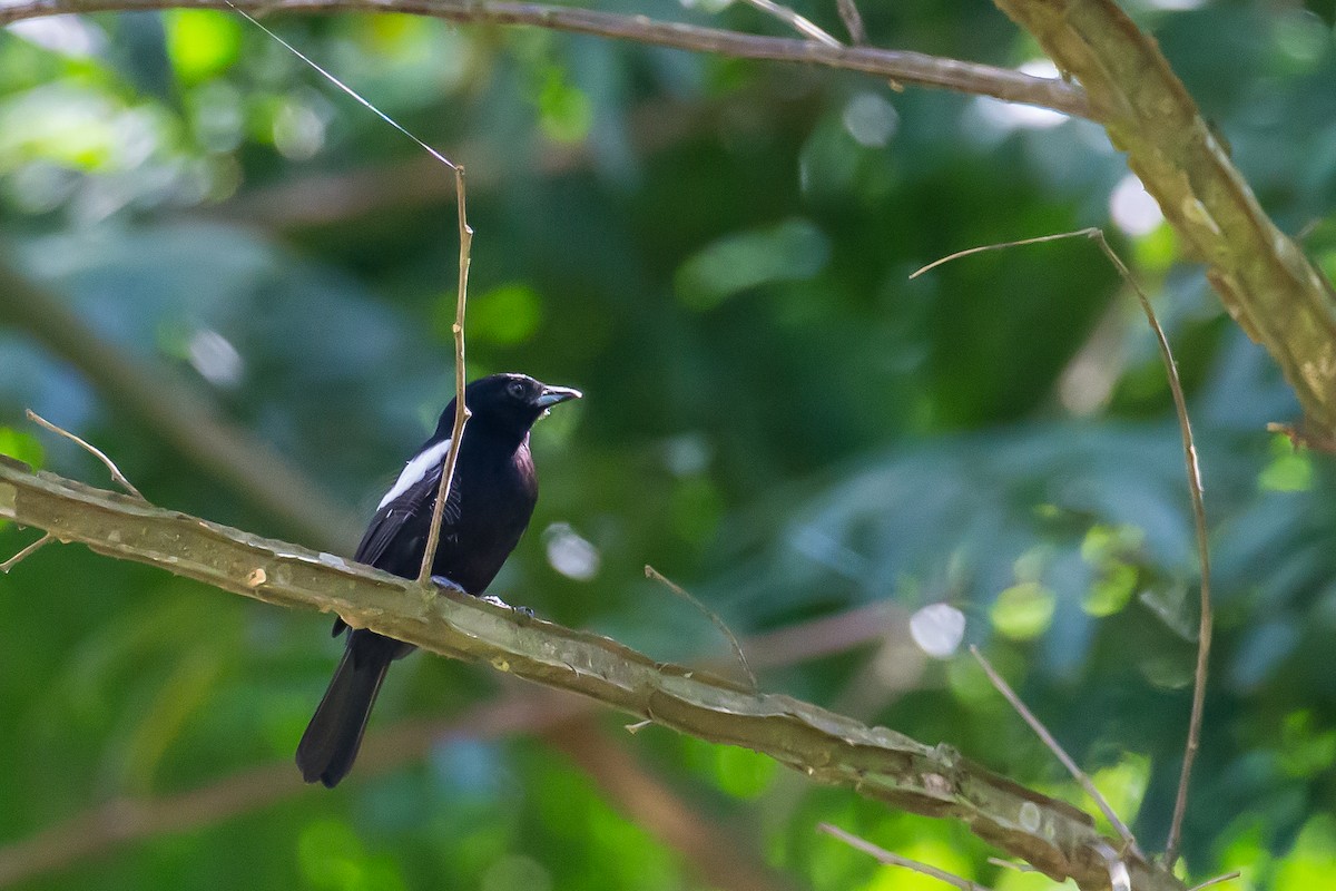 White-shouldered Tanager - ML605166881