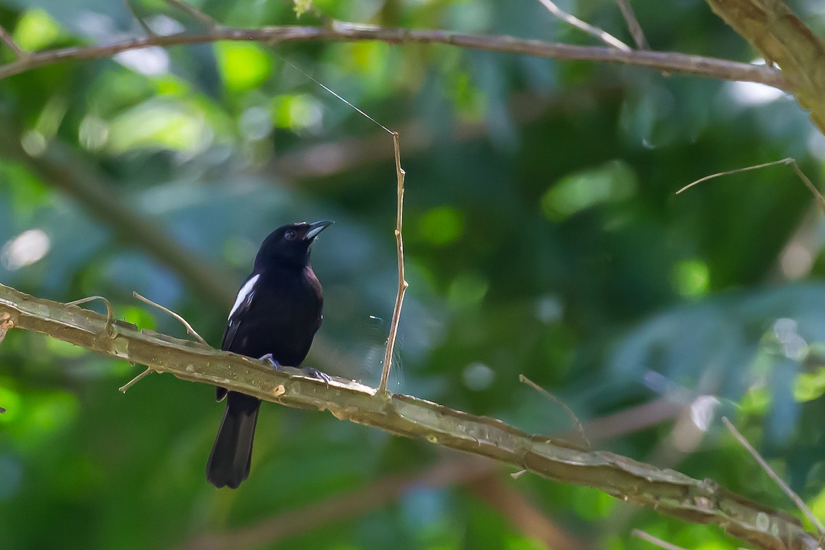 White-shouldered Tanager - ML605166891