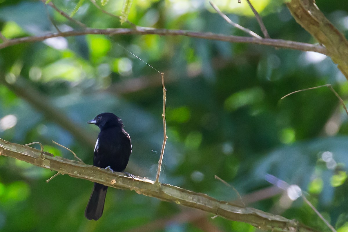 White-shouldered Tanager - ML605166901