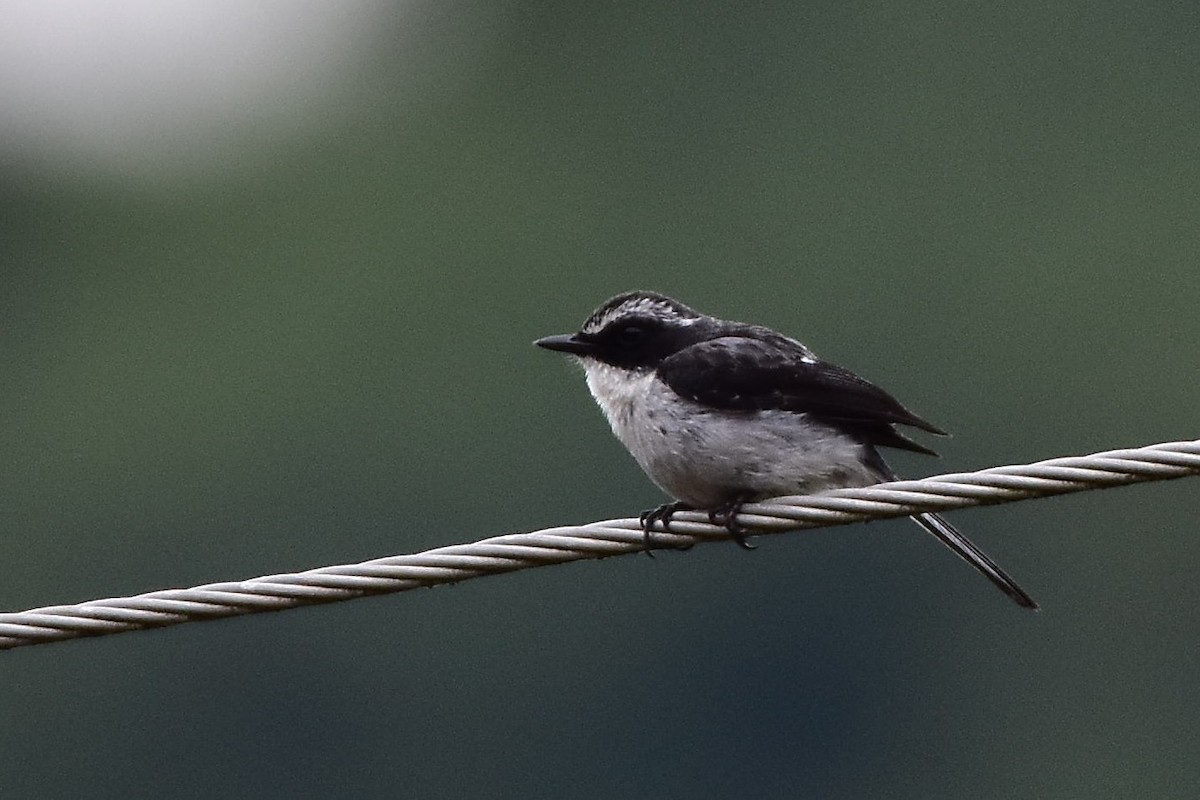 Gray Bushchat - ML605167571