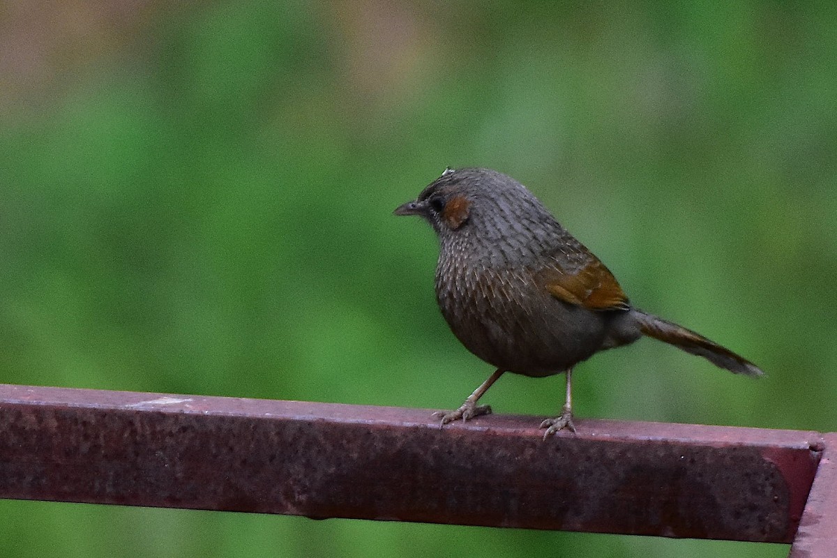 Streaked Laughingthrush - ML605167831