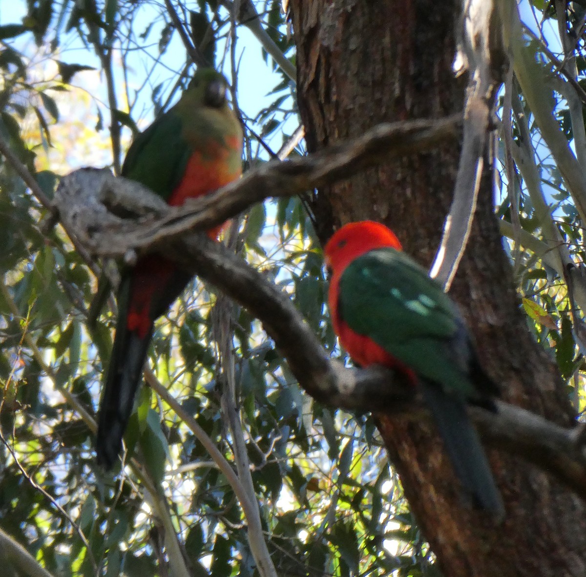 Australian King-Parrot - ML605168491