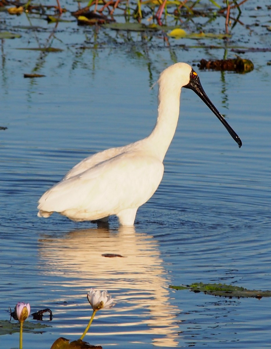 Royal Spoonbill - ML605168511