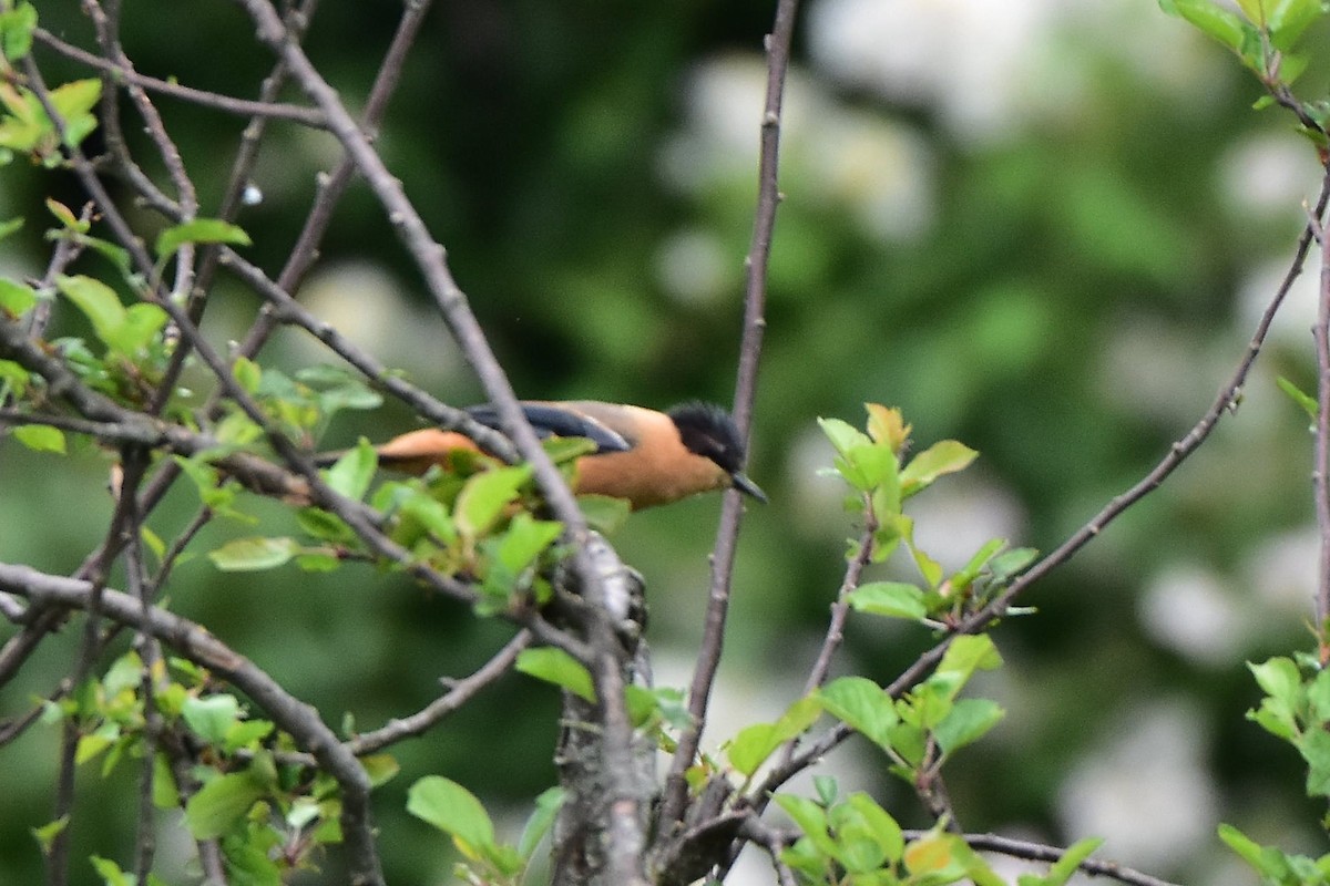 Rufous Sibia - ML605168761