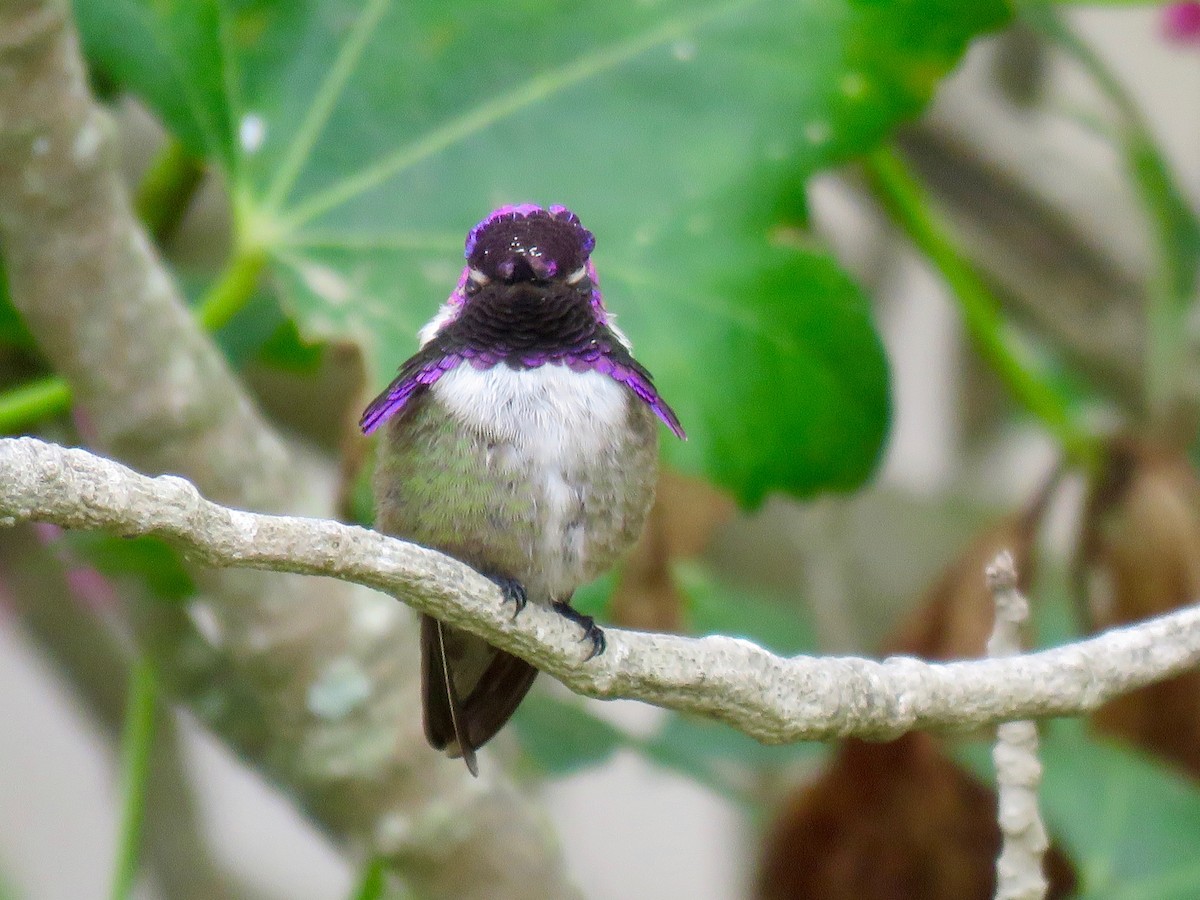 Costa's Hummingbird - ML60516881