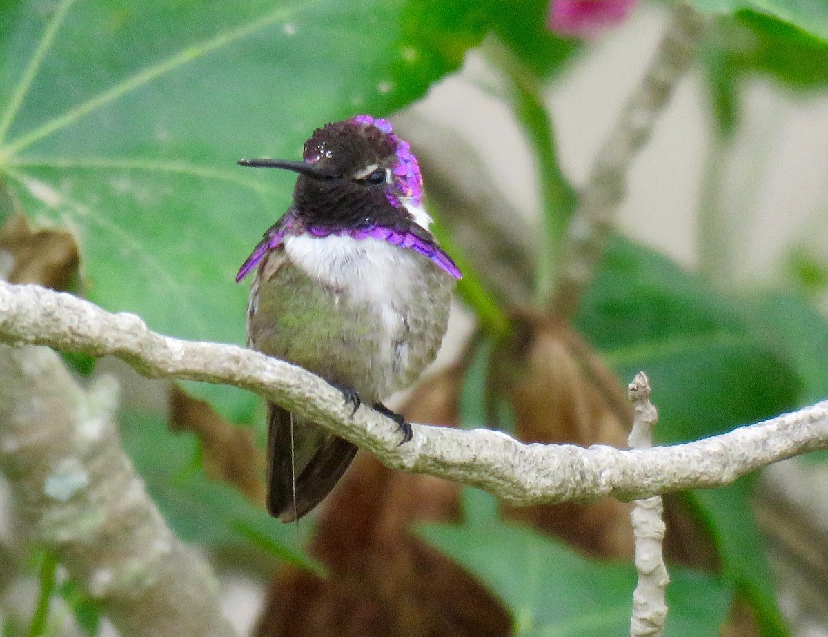Costa's Hummingbird - ML60516891