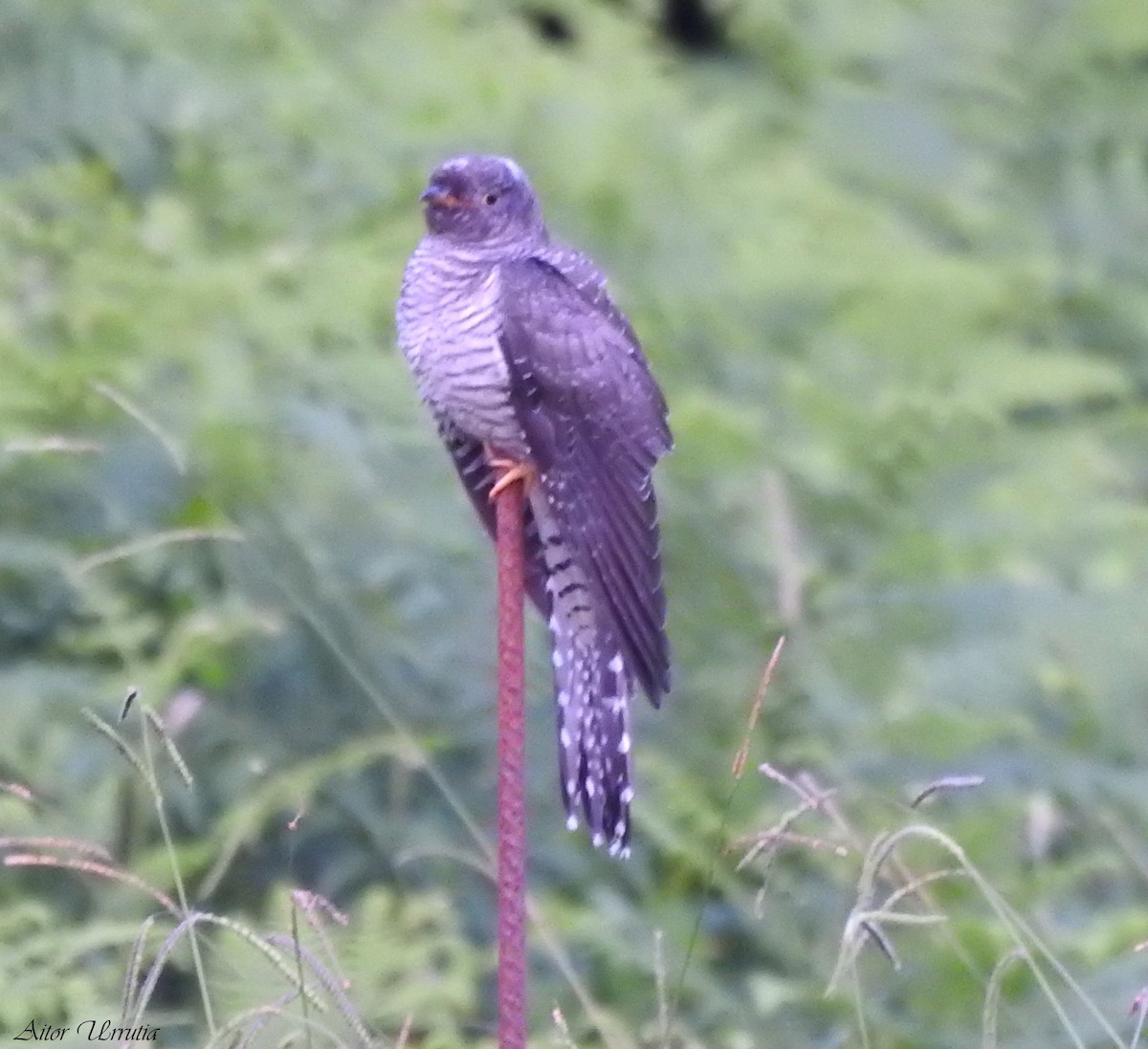 Common Cuckoo - ML605169431