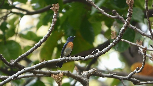 Blue-throated Flycatcher - ML605169511