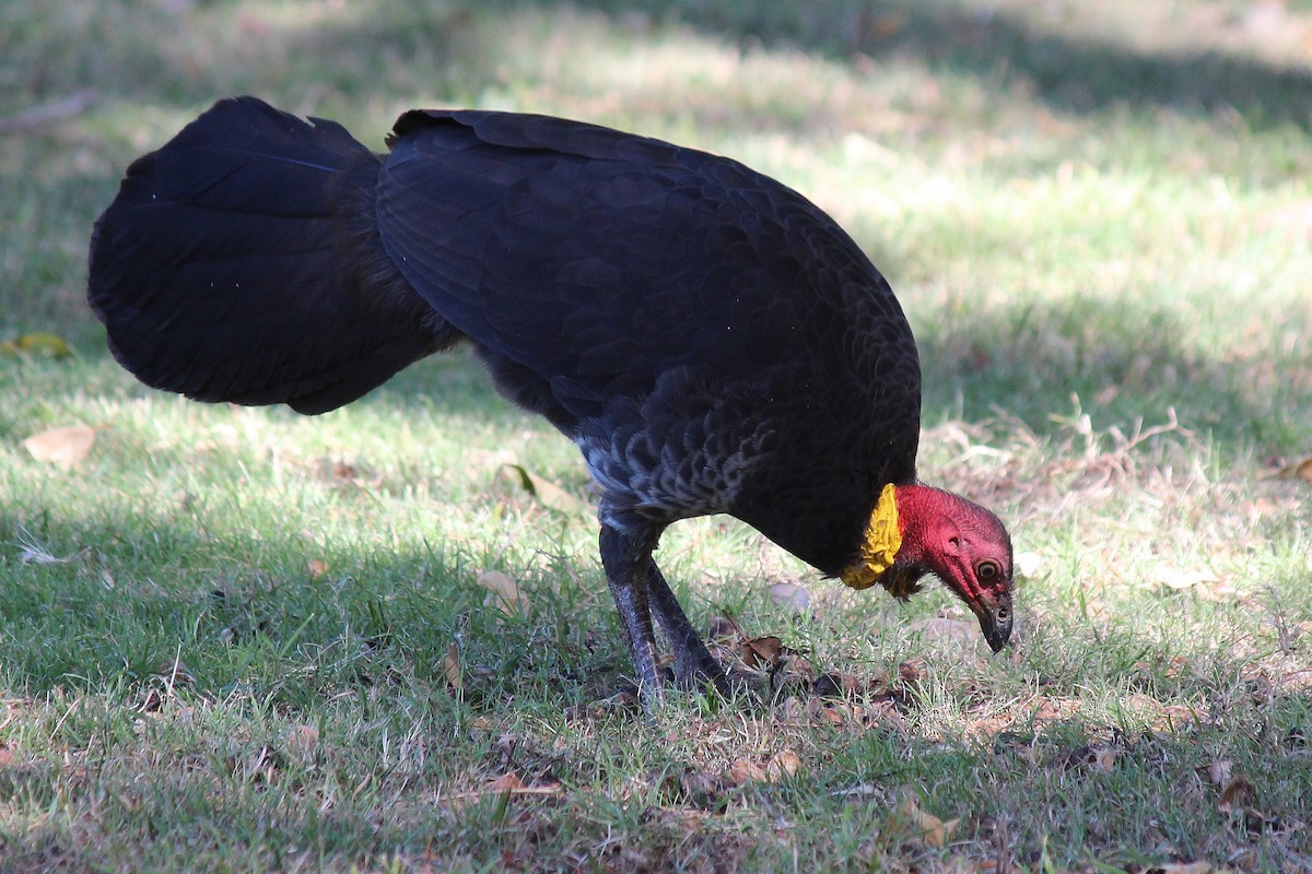 Australian Brushturkey - ML605169801