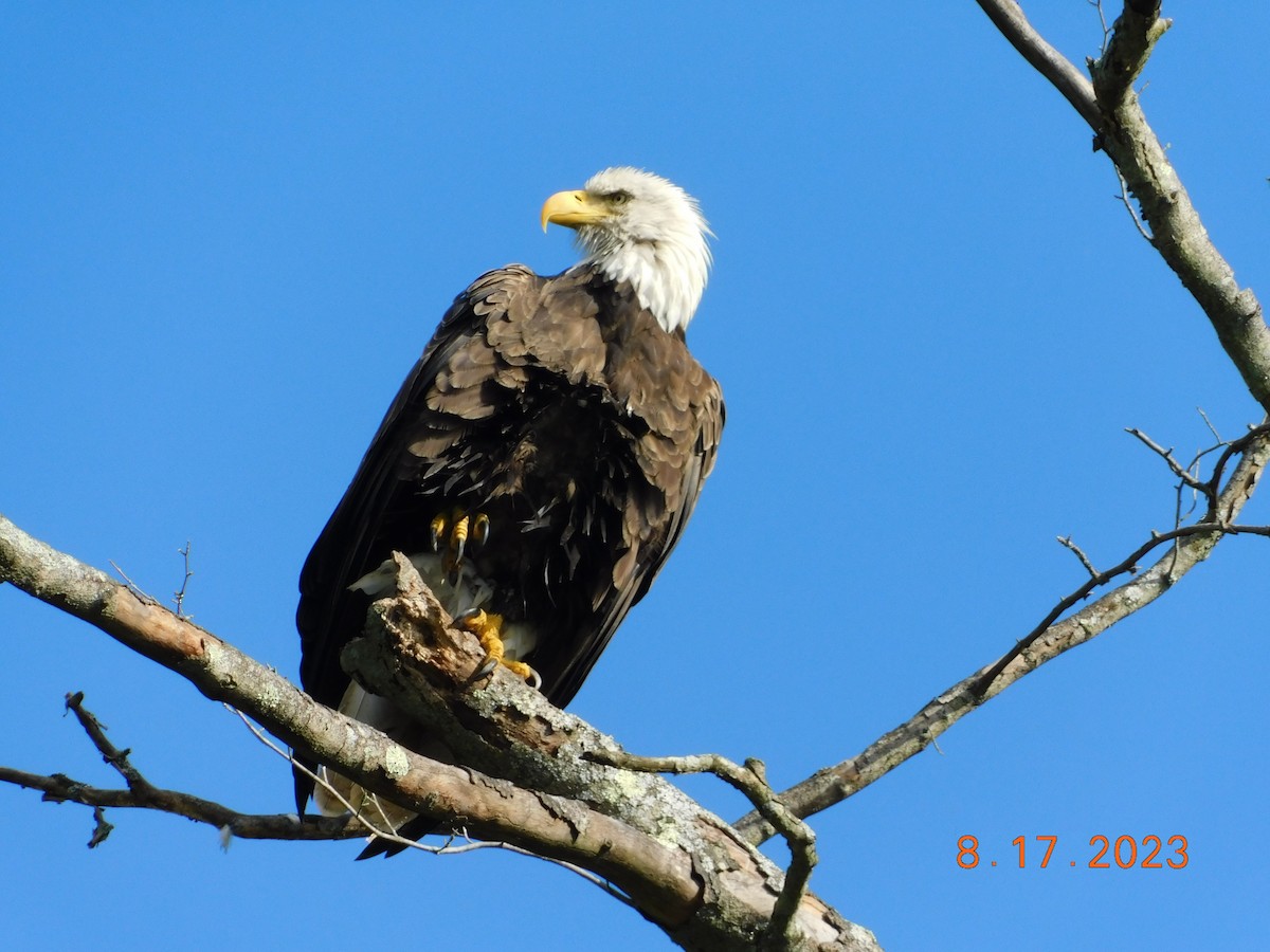 Bald Eagle - ML605170731