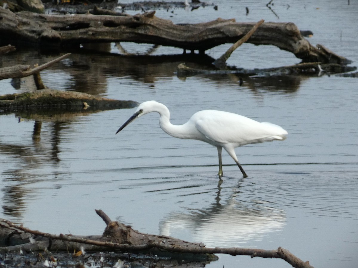 Little Egret - ML605172671